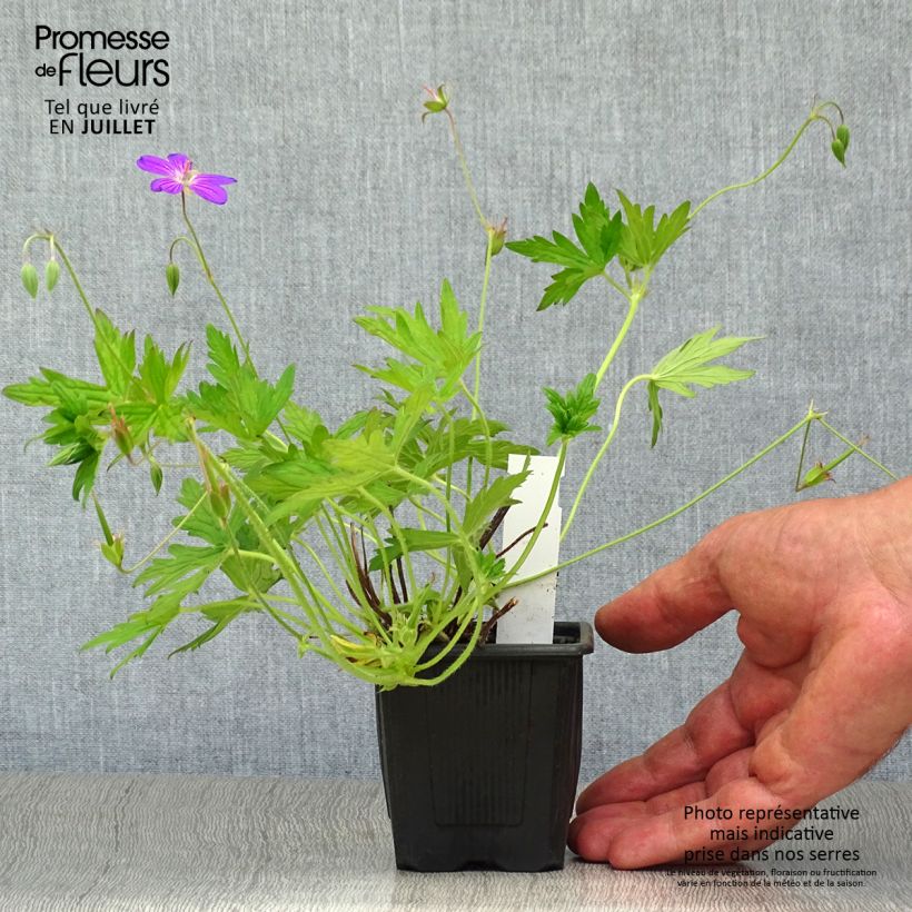Ejemplar de Geranium palustre - Geranio palustre Maceta de 8/9 cm entregado en verano
