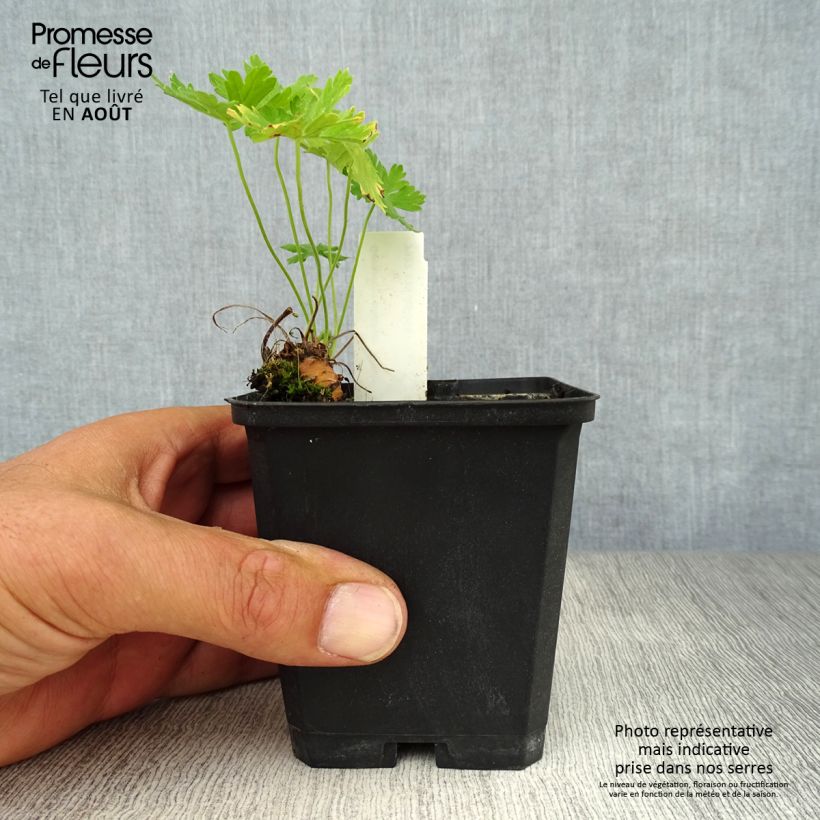 Ejemplar de Geranio phaeum Album - Geranio vivaz Maceta de 8/9 cm entregado en verano