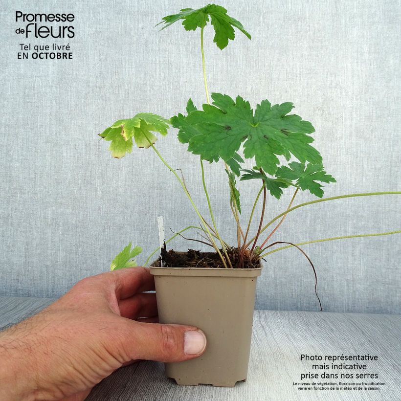 Ejemplar de Geranio phaeum Golden Spring - Geranio vivaz Maceta de 8/9 cm entregado en otoño