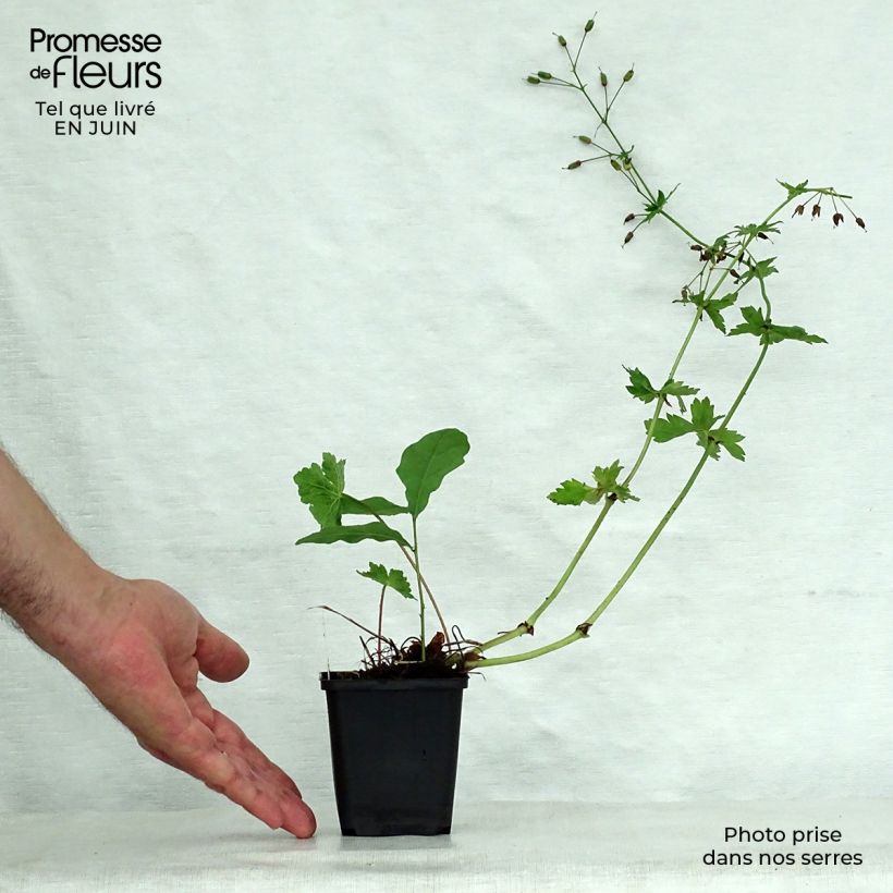 Ejemplar de Geranio phaeum Golden Spring - Geranio vivaz Maceta de 8/9 cm entregado en verano