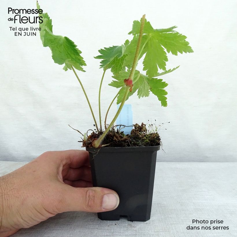 Ejemplar de Geranio phaeum Raven - Geranio vivaz Maceta de 8/9 cm entregado en verano