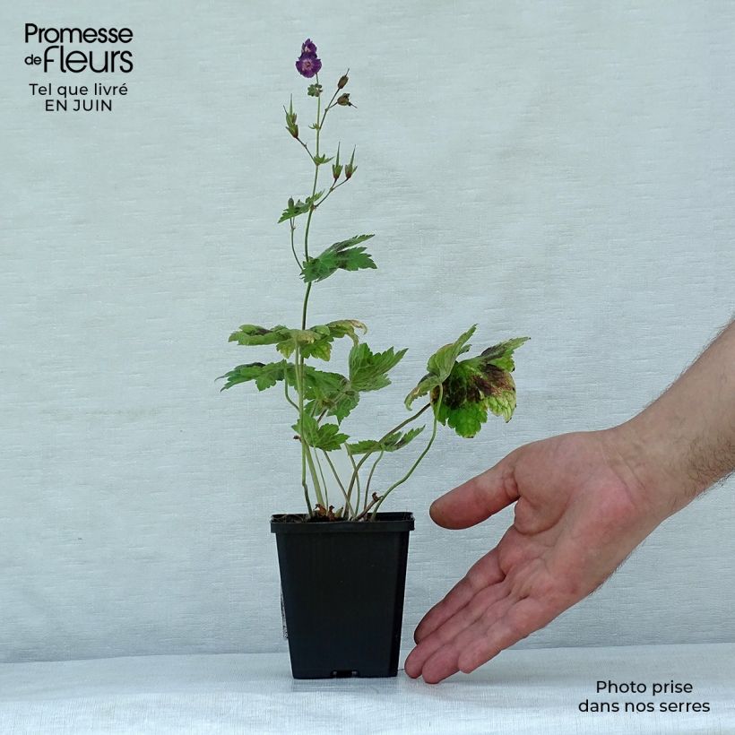 Ejemplar de Geranio phaeum Samobor - Geranio vivaz Maceta de 8/9 cm entregado en verano