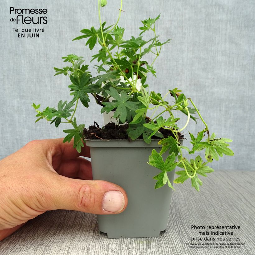 Ejemplar de Geranio de sangre Album - Geranium sanguineum Maceta de 8/9 cm entregado en verano