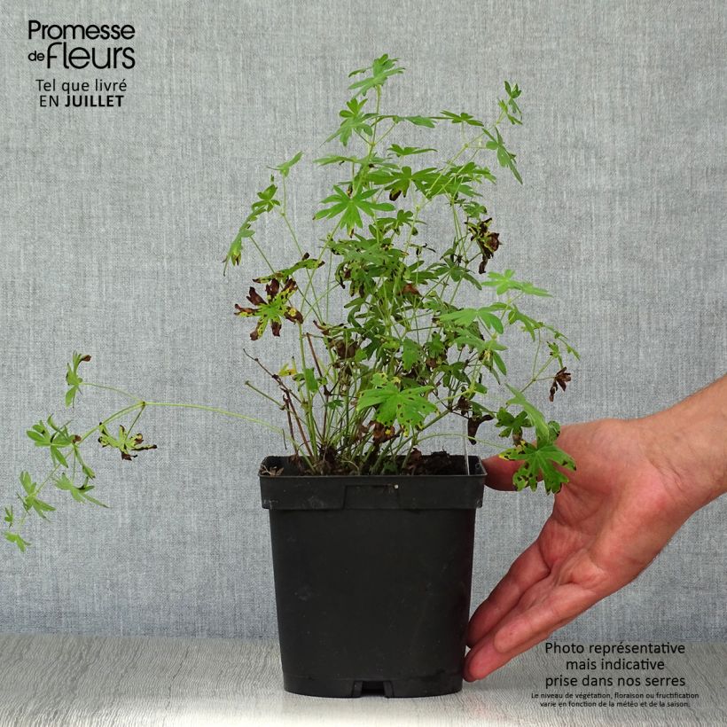 Ejemplar de Geranio de sangre Album - Geranium sanguineum Maceta 1,5L/2L entregado en verano