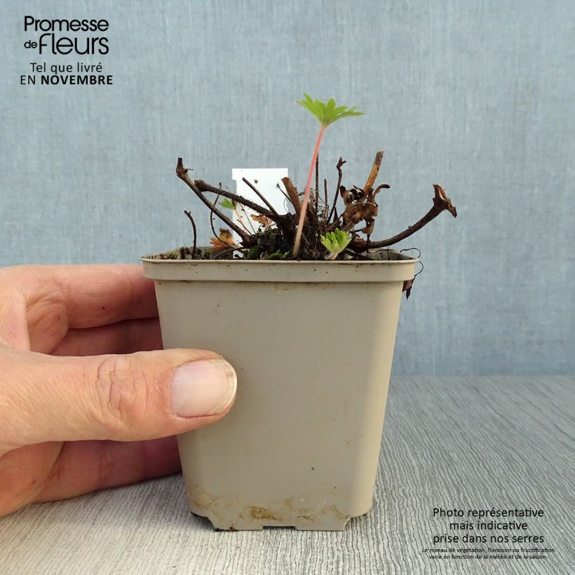 Ejemplar de Geranio de sangre Aviemore - Geranium sanguineum Maceta de 8/9 cm entregado en otoño
