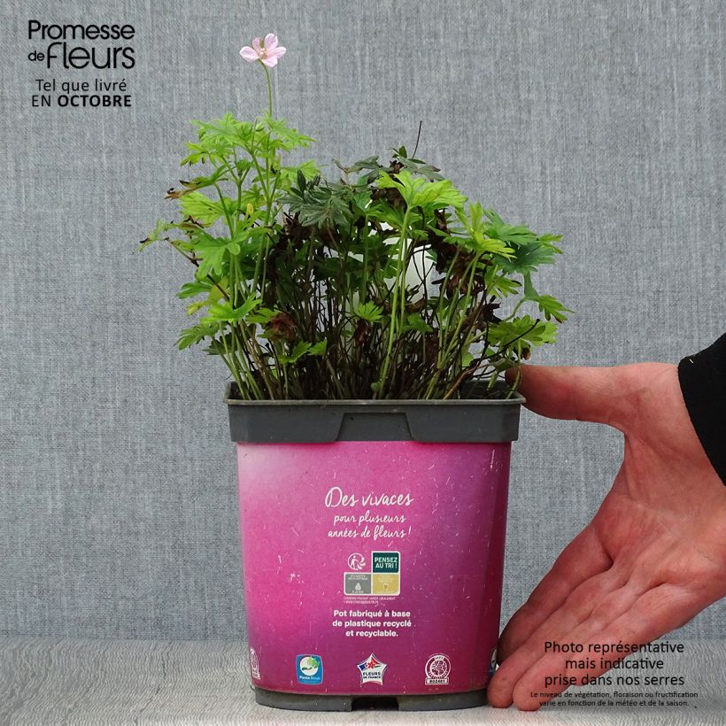 Ejemplar de Geranio de sangre Elke - Geranium sanguineum Maceta 2L/3L entregado en otoño