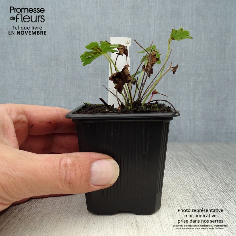 Ejemplar de Geranio de sangre Vision - Geranium sanguineum Maceta de 8/9 cm entregado en otoño