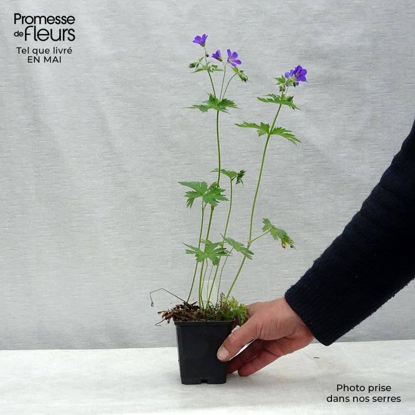Geranio silvestre Birch Lilac - Geranio vivaz Maceta de 8/9 cm Ejemplar entregado en la primavera