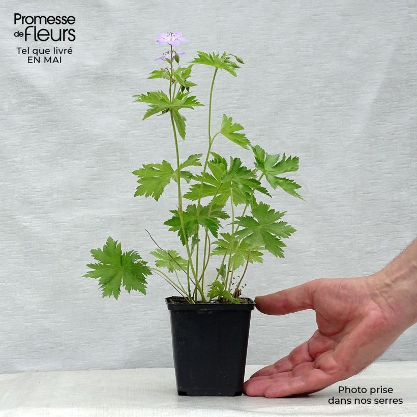 Geranio silvestre Ice Blue - Geranio vivaz Maceta de 8/9 cm Ejemplar entregado en la primavera