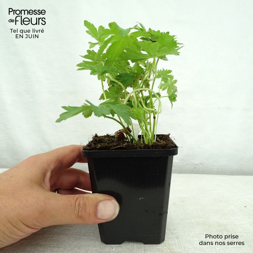 Ejemplar de Geranio silvestre May Flower - Geranio vivaz Maceta de 8/9 cm entregado en verano