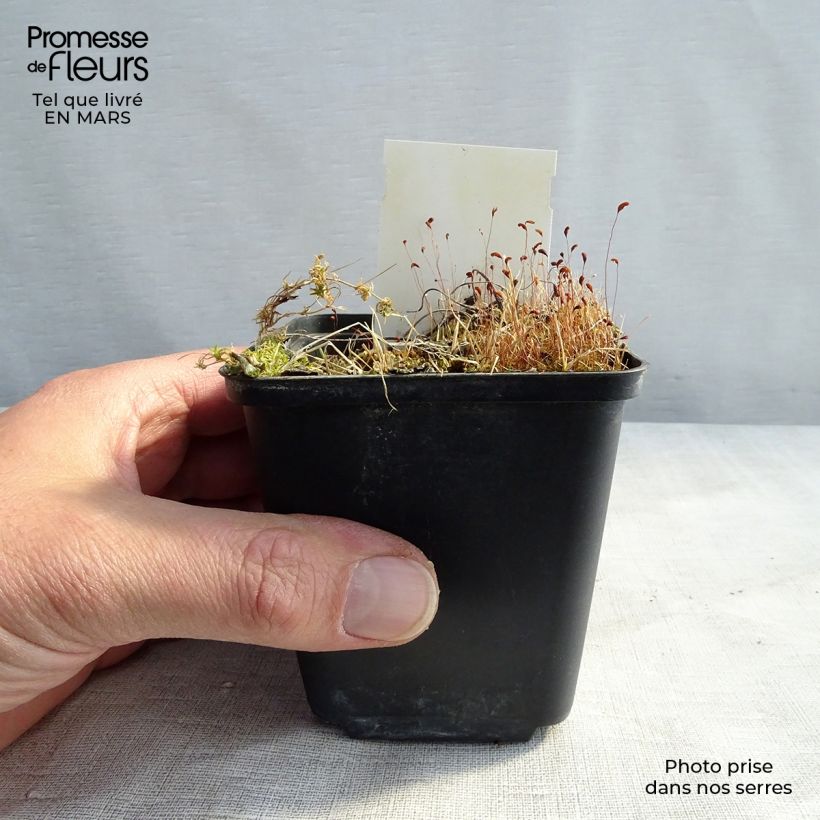 Geranio silvestre var. wanneri - Geranio vivaz Maceta de 8/9 cm Ejemplar entregado en invierno