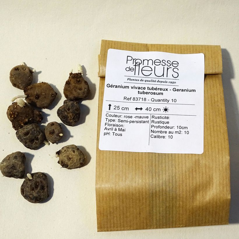 Ejemplo de ejemplar de Geranium tuberosum - Geranio vivaz Bulbo calibre 5+ tal y como se entrega