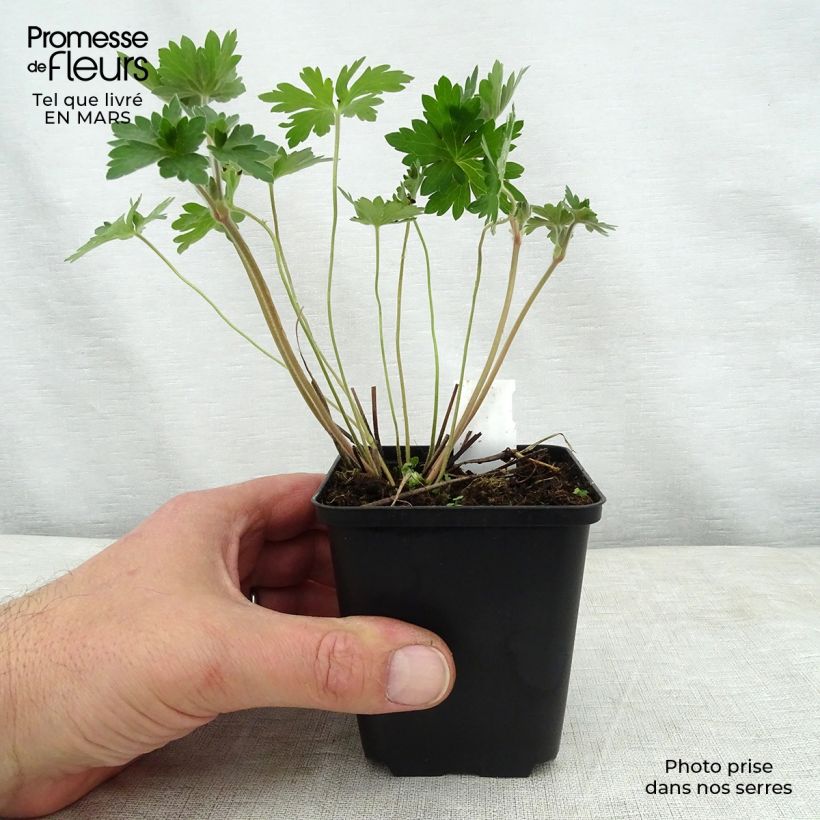 Geranio wlassovianum - Geranio vivaz Maceta de 8/9 cm Ejemplar entregado en la primavera