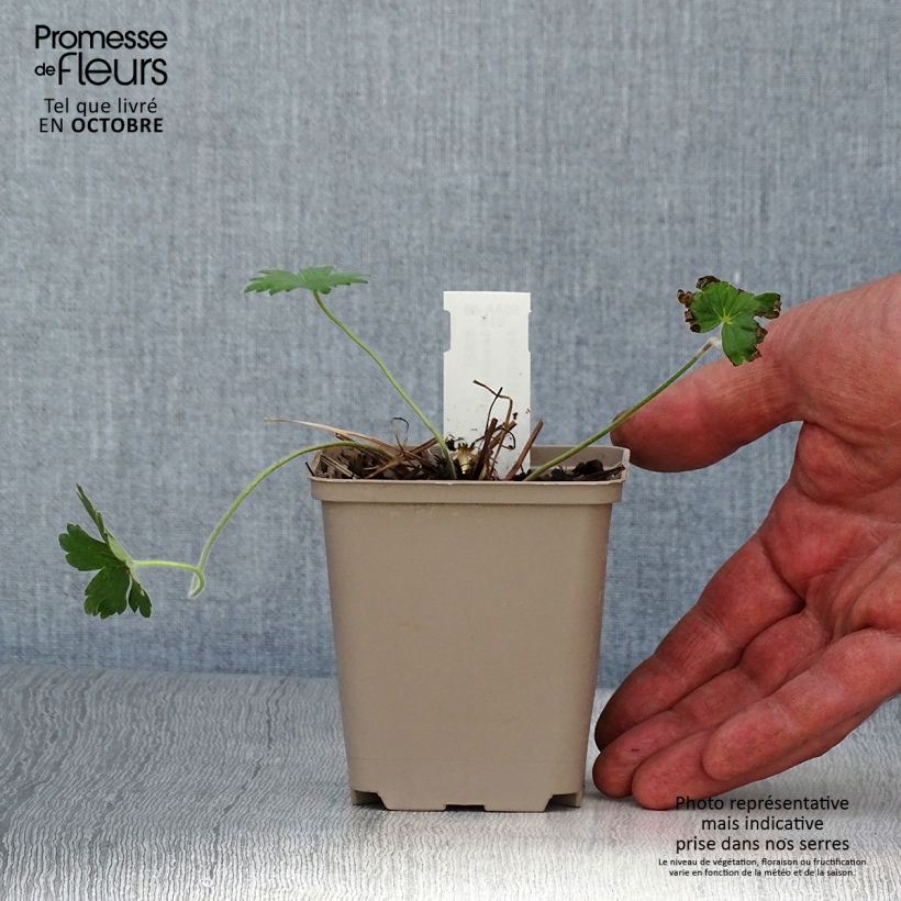 Ejemplar de Geranio wlassovianum Crug Farm - Geranio vivaz Maceta de 8/9 cm entregado en otoño