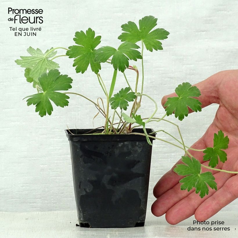 Ejemplar de Geranio wlassovianum Crug Farm - Geranio vivaz Maceta de 8/9 cm entregado en verano