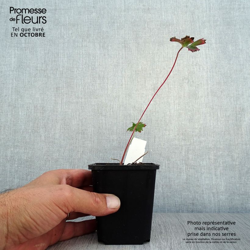 Ejemplar de Geranio wlassovianum - Geranio vivaz Maceta de 8/9 cm entregado en otoño