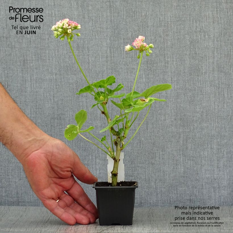 Ejemplar de Geranio Appleblossom - Malvón Maceta de 7/8 cm entregado en verano