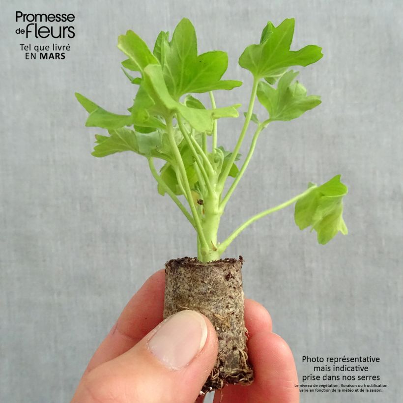 Geranio Fireworks Pink - Malvón minicepellón: Ø 3/4 cm Ejemplar entregado en la primavera