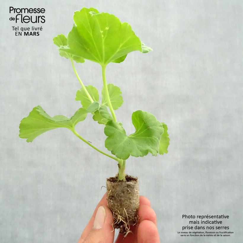 Geranio PAC Iceberg - Malvón minicepellón: Ø 3/4 cm Ejemplar entregado en la primavera