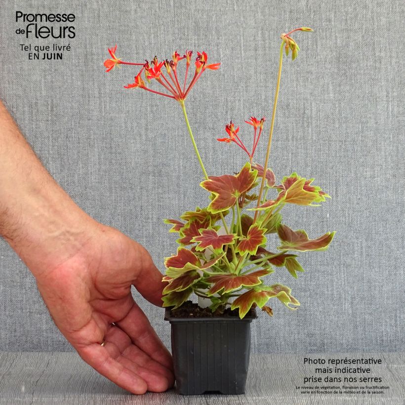 Geranio Vancouver Centennial - Malvón Maceta de 7/8 cm Ejemplar entregado en la primavera