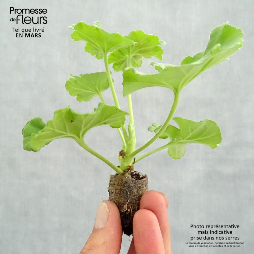 Geranio Victor - Malvón minicepellón: Ø 3/4 cm Ejemplar entregado en la primavera