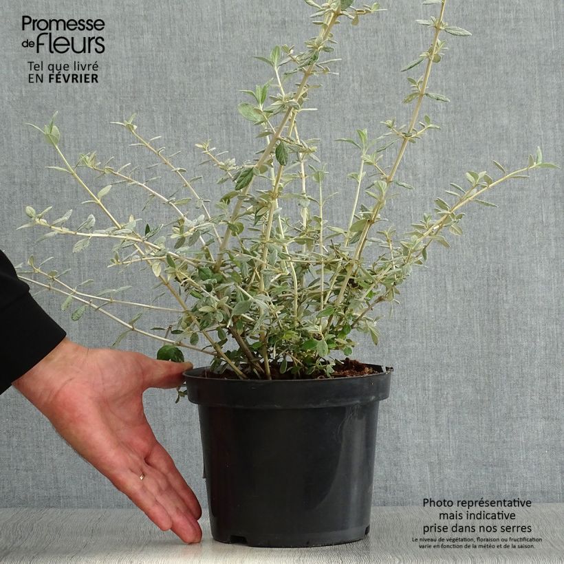 Ejemplar de Teucrium fruticans - Olivilla Maceta 2L/3L entregado en otoño
