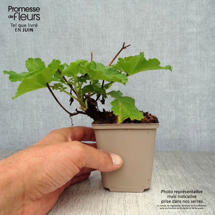 Ejemplar de Geum coccineum Cocktail Gimlet - Hierba de San Benito Maceta de 8/9 cm entregado en verano