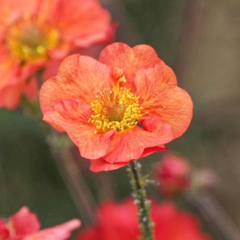 Geum Coral Tempest - Hierba de San Benito (Floración)