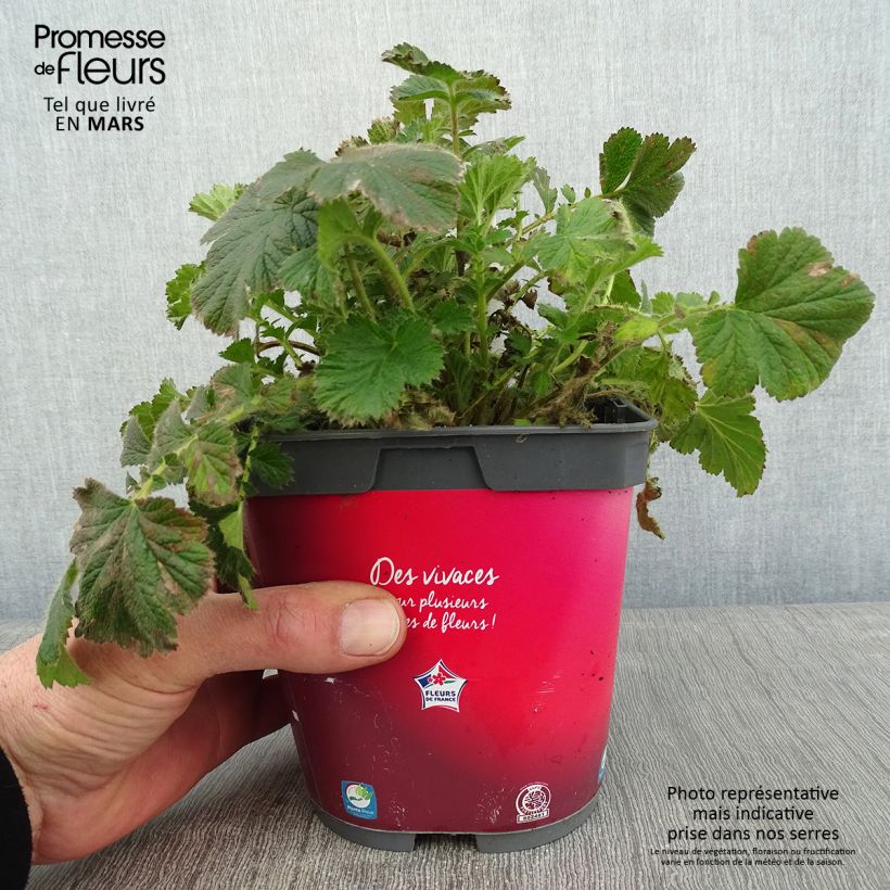 Geum Cosmopolitan - Hierba de San Benito Maceta 2L/3L Ejemplar entregado en invierno