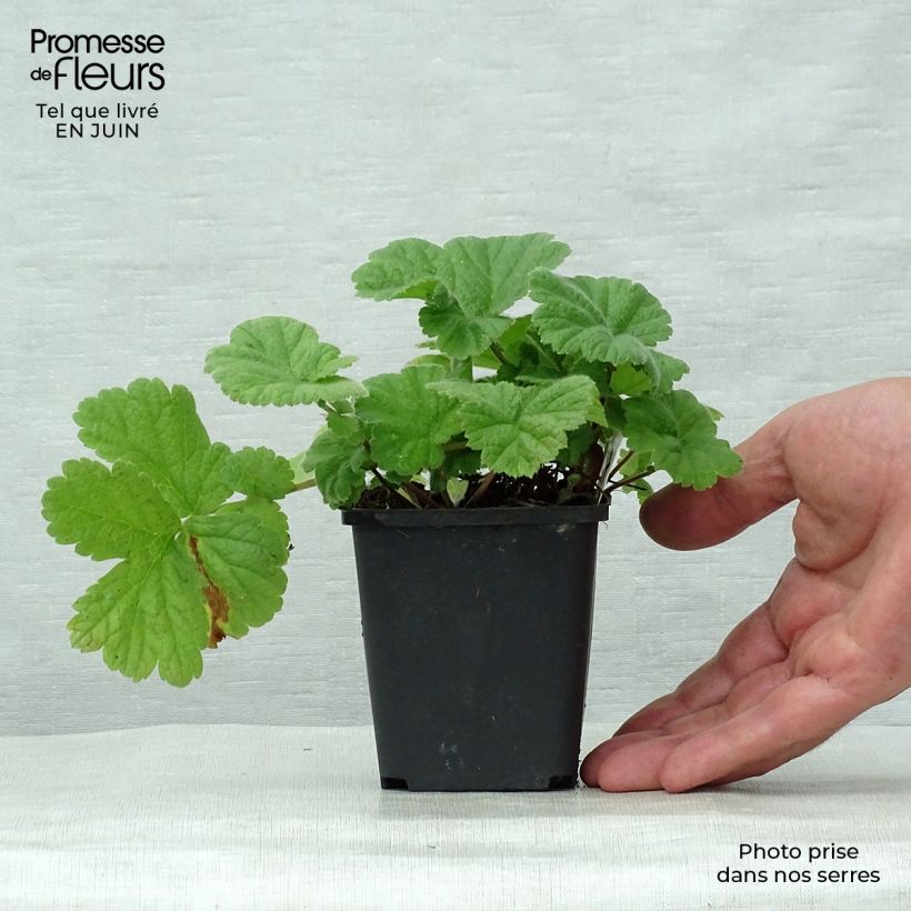 Ejemplar de Geum Eos - Hierba de San Benito Maceta de 8/9 cm entregado en verano