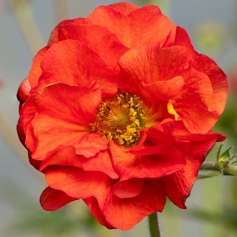 Geum Fiery Tempest - Hierba de San Benito (Floración)