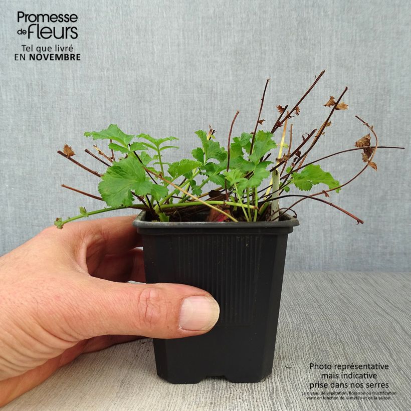 Ejemplar de Geum Flames of Passion - Hierba de San Benito Maceta de 8/9 cm entregado en otoño