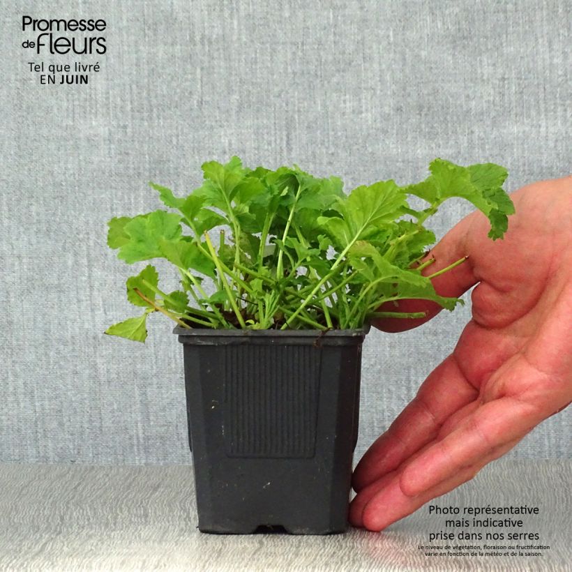 Ejemplar de Geum Flames of Passion - Hierba de San Benito Maceta de 8/9 cm entregado en verano