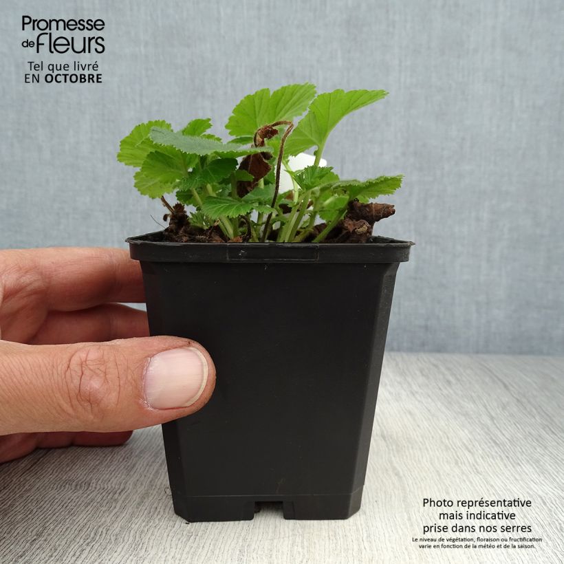 Ejemplar de Geum rivale Lemon Drops - Hierba de San Benito Maceta de 8/9 cm entregado en otoño