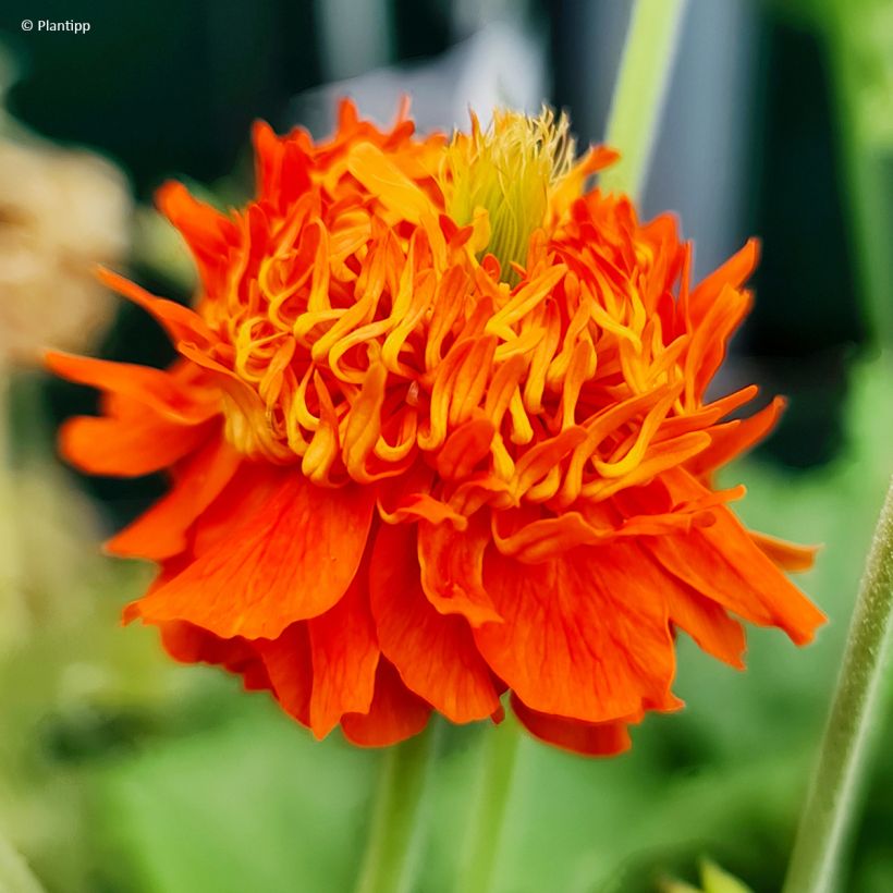 Geum Orange Pumpkin - Hierba de San Benito (Floración)
