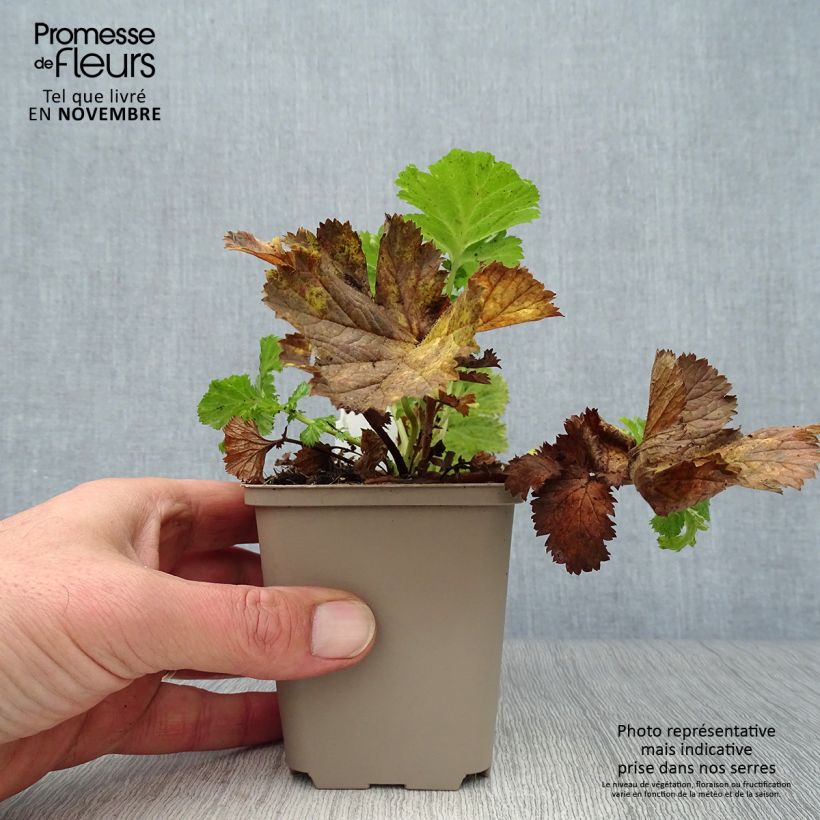 Ejemplar de Geum Pretticoats Peach - Hierba de San Benito Maceta de 8/9 cm entregado en otoño