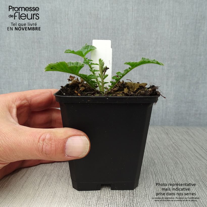 Ejemplar de Geum Totally Tangerine - Hierba de San Benito Maceta de 8/9 cm entregado en otoño
