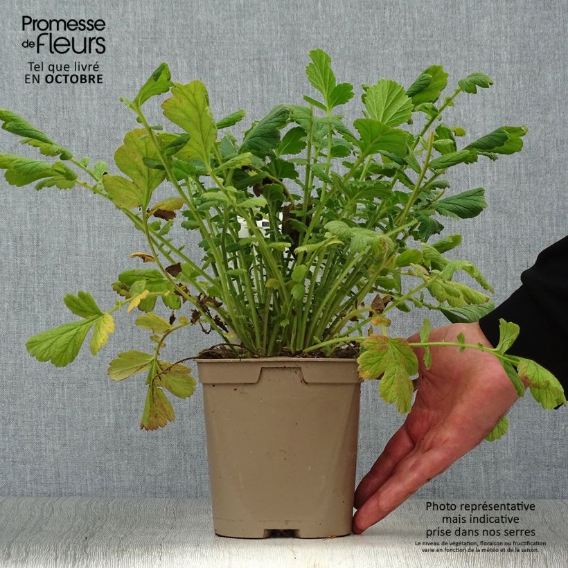 Ejemplar de Geum chiloense Lady Stratheden - Hierba del Clavo Maceta 2L/3L entregado en otoño