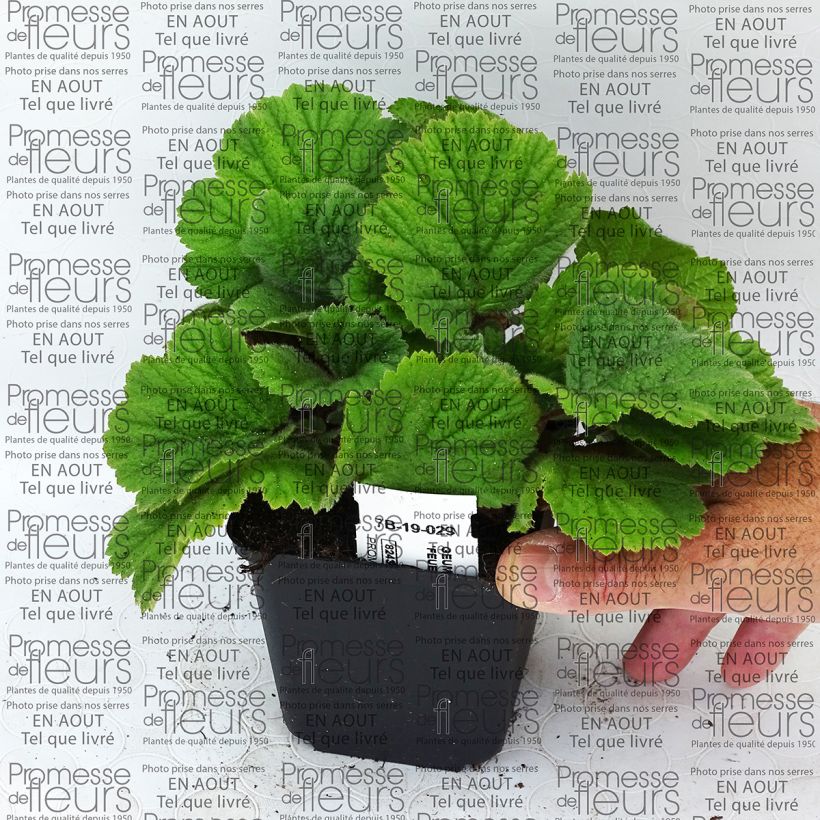 Ejemplo de ejemplar de Geum coccineum Feuermeer - Hierba de San Benito Maceta de 8/9 cm tal y como se entrega