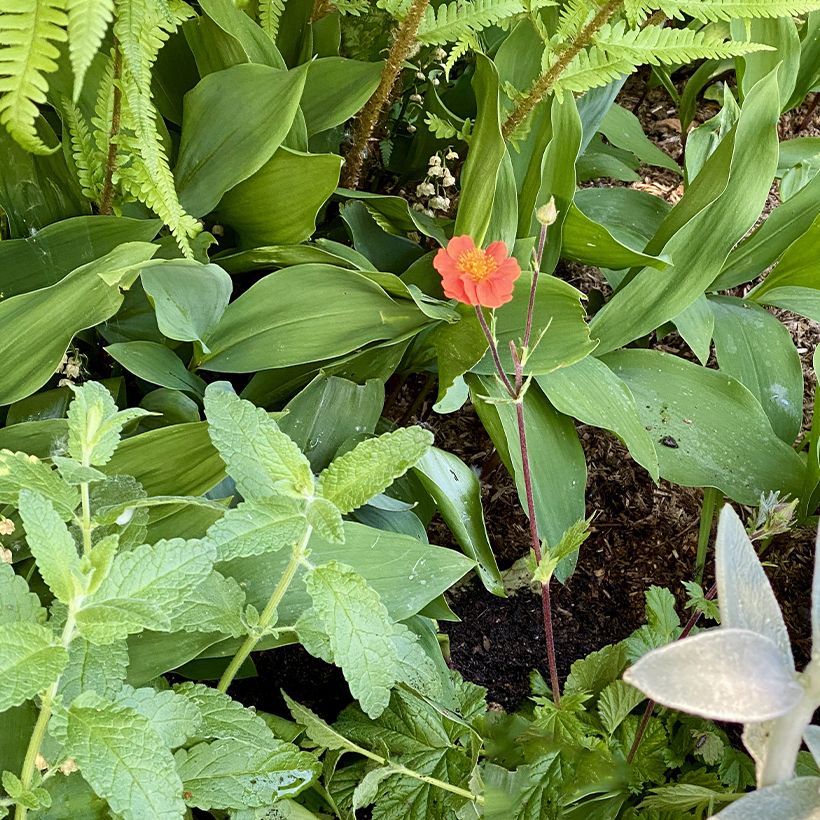 Geum coccineum Koi - Hierba de San Benito (Porte)