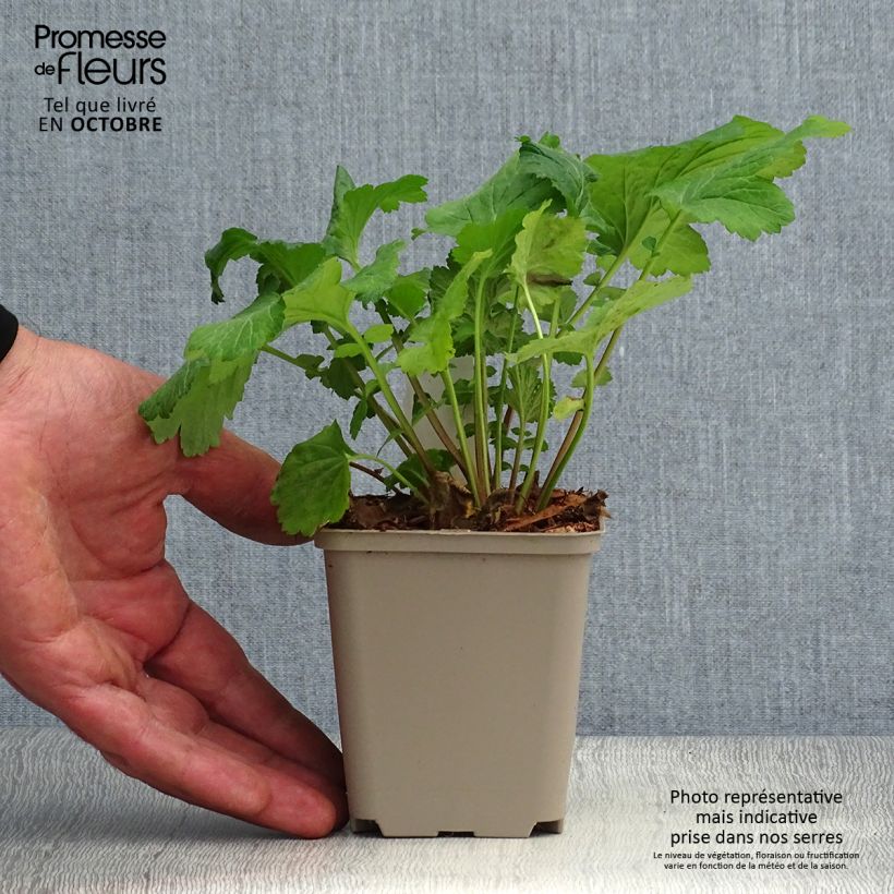 Ejemplar de Geum urbanum - Cariofilada Maceta de 8/9 cm entregado en otoño
