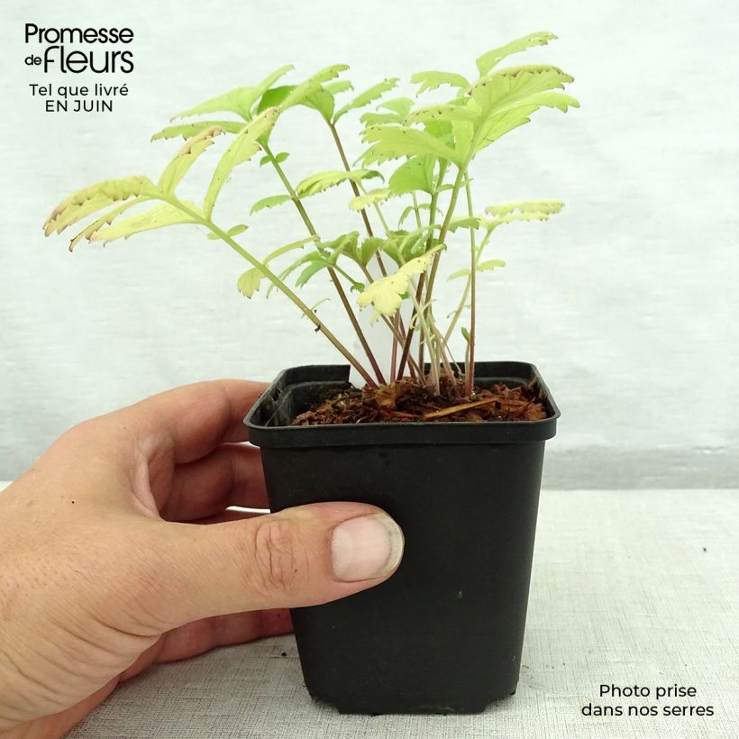 Ejemplar de Geum urbanum - Cariofilada Maceta de 8/9 cm entregado en verano