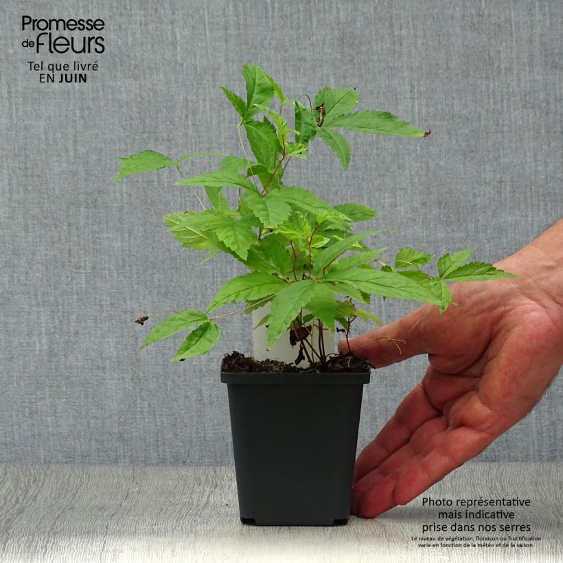 Ejemplar de Gillenia trifoliata Maceta de 8/9 cm entregado en verano