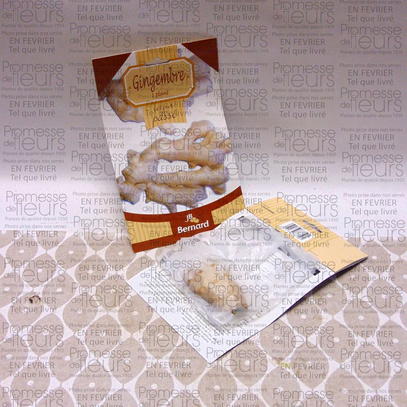 Ejemplo de ejemplar de Jengibre - Zingiber officinale Raíces desnudas tal y como se entrega