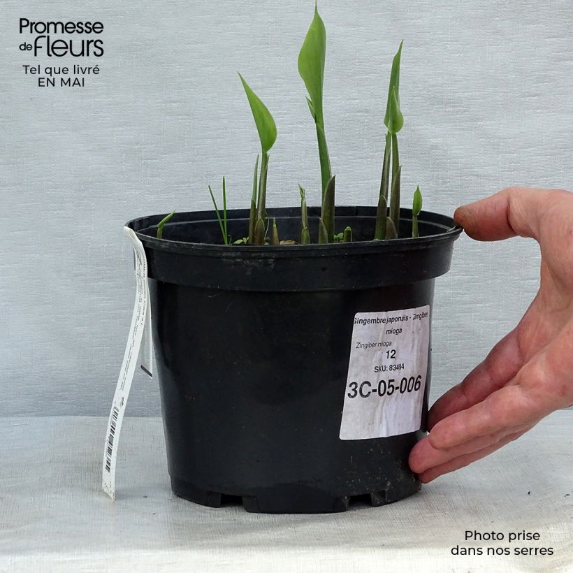 Myōga - Zingiber mioga Maceta 1,5L/2L Ejemplar entregado en la primavera