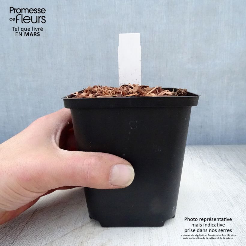 Myōga - Zingiber mioga Maceta de 8/9 cm Ejemplar entregado en la primavera