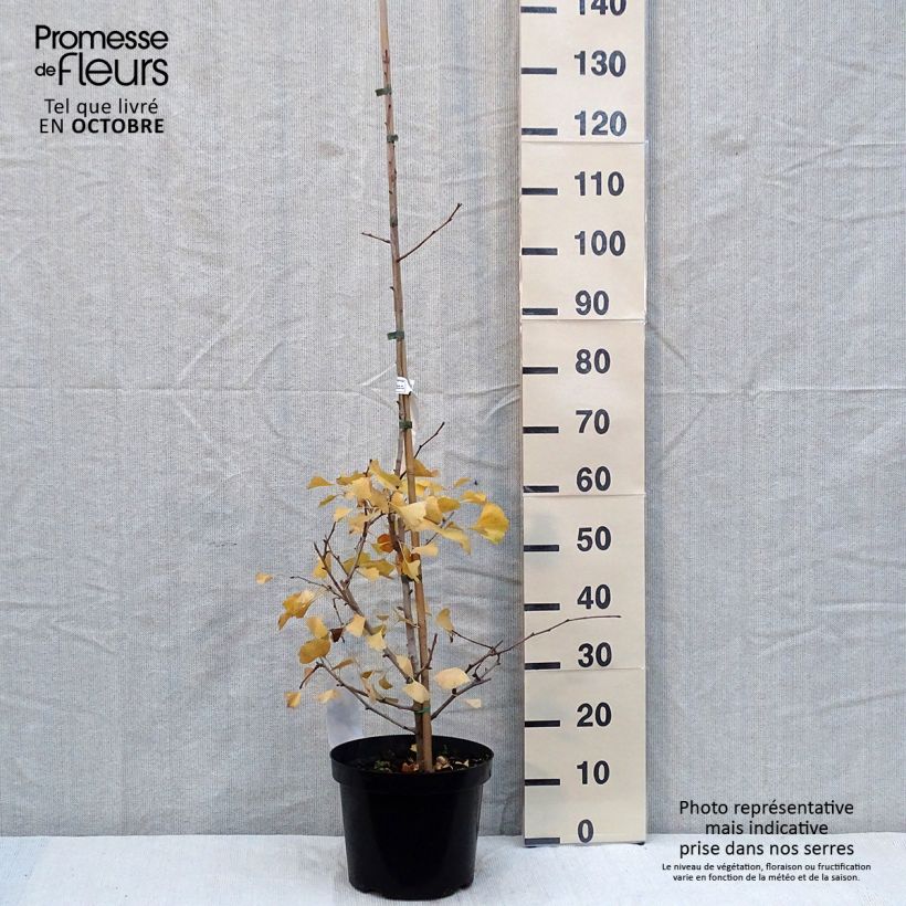 Ejemplar de Gingo biloba Blagon - Árbol sagrado Maceta 7,5L/10L entregado en otoño