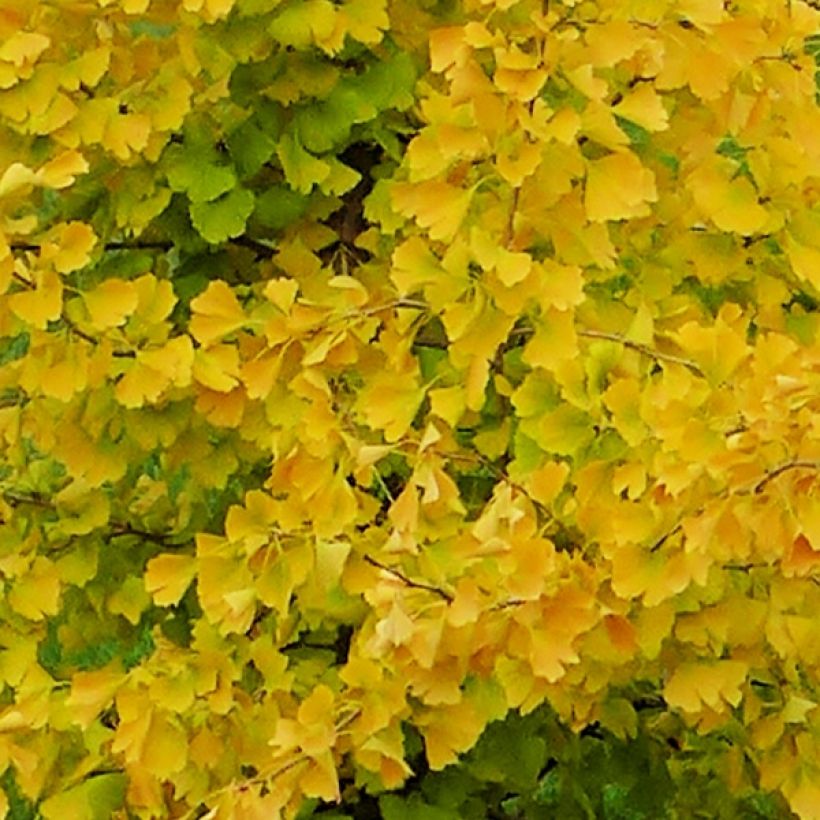 Gingo biloba fastigiata Gold Flame - Árbol sagrado (Follaje)