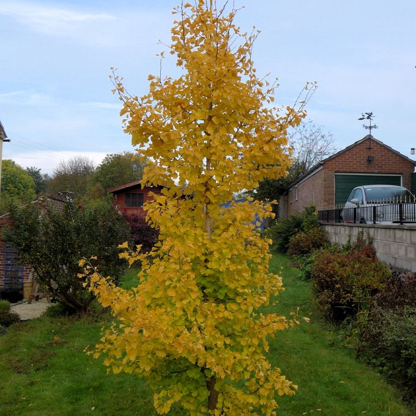 Gingo biloba fastigiata Gold Flame - Árbol sagrado (Porte)