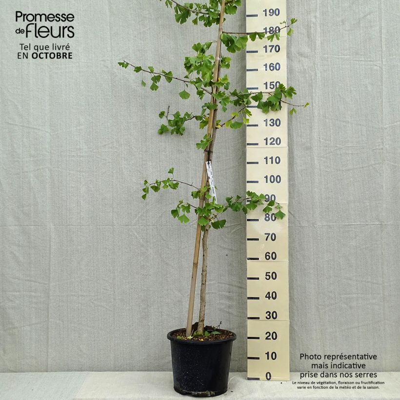 Ejemplar de Gingo biloba - Árbol sagrado Maceta 7,5L/10L entregado en otoño